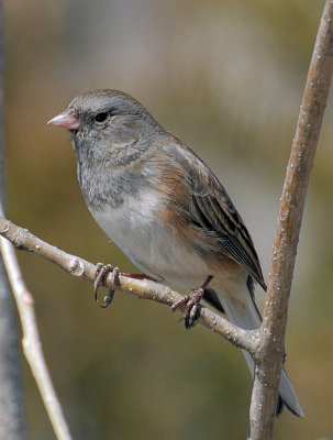 Dark-eyed Junco - Slate-colored female