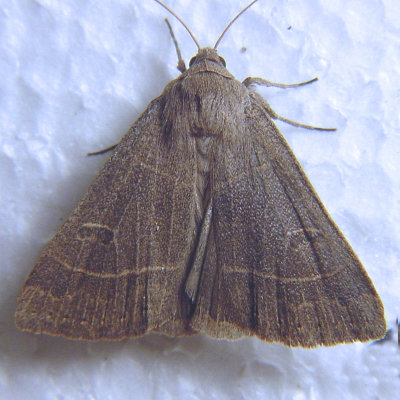 9555 Even-lined Sallow - Ipimorpha pleonectusa ???