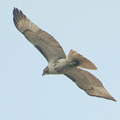 Red-tailed Hawk - Eastern juvenile