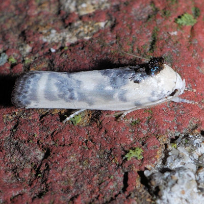 1011 Schlaeger's Fruitworm - Antaeotricha schlaegeri