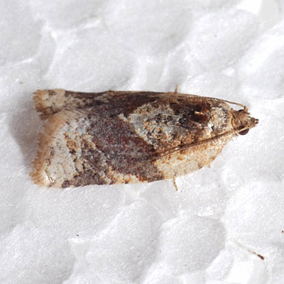 3597 Red-banded Leafroller - Argyrotaenia velutinana male