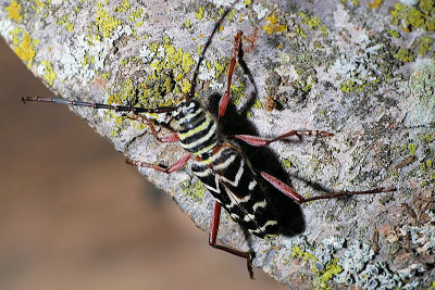 Hickory Borer