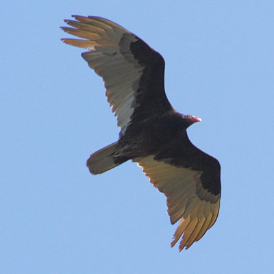 Turkey Vulture