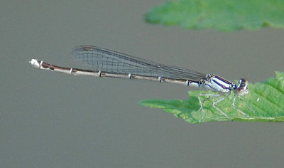 Orange Bluet - female