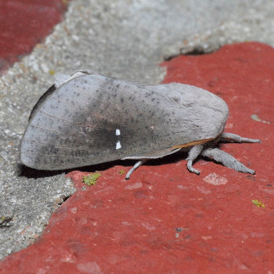 7709 Honey Locust Moth - Sphingicampa bicolor