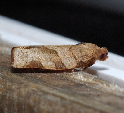 3635 Oblique-banded Leafroller - Choristoneura rosaceana