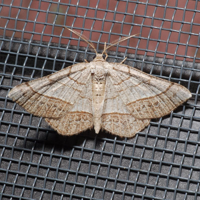 6272 Brown-bordered Geometer - Eumacaria madopata