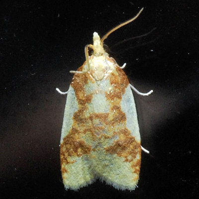 3701 Beautiful Sparganothis - Sparganothis pulcherrimana
