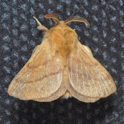 7698 Forest Tent Caterpillar - Malacosoma disstria