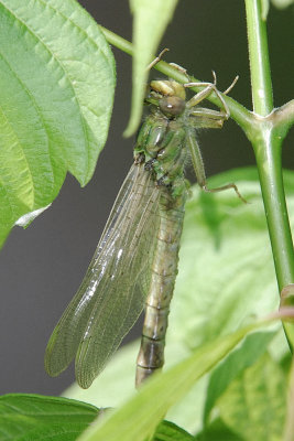 Recently emerged dragonfly