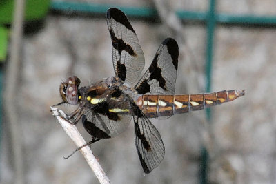 Female