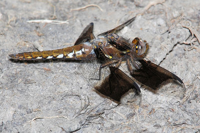 Young Male