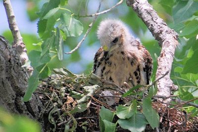 Chick - May 23/07