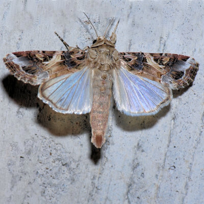 9669  Yellow-striped Armyworm - Spodoptera ornithogalli