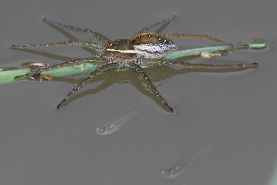 Six-spotted Fishing Spider and Fish