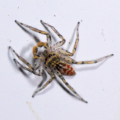 Maevia inclemens - Dimorphic Jumping Spider