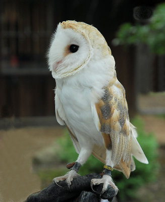 Barn Owl - - - - 2007 -->