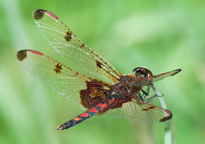 Calico Pennant - Celithemis elisa