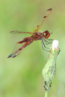Calico Pennant - Celithemis elisa