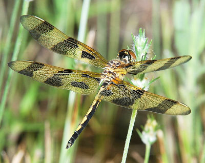 Halloween Pennant - Celithemis eponina Male