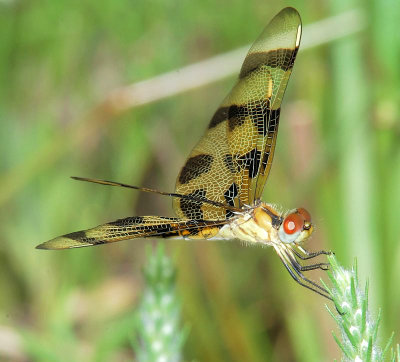 Halloween Pennant - Celithemis eponina Female