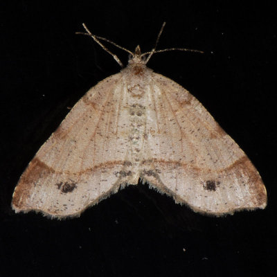 6296   Plumose Angle - Macaria plumosata