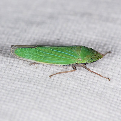 Draeculacephala species