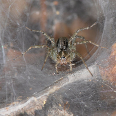 Funnel Web in Ivy