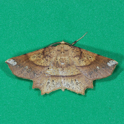 6733 Deep Yellow Euchlaena - Euchlaena amoenaria
