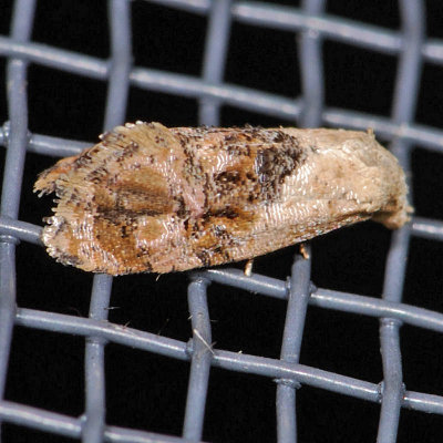 3847 Holland's Cochylid - Thyraylia hollandana