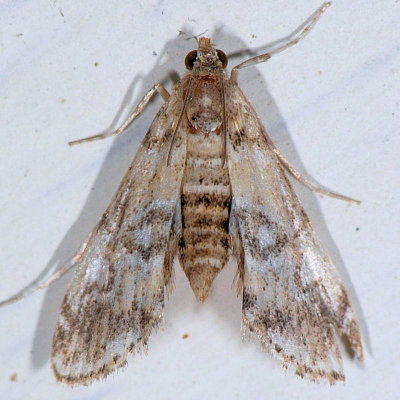 4748 Pondside Pyralid Moth - Munroessa icciusalis