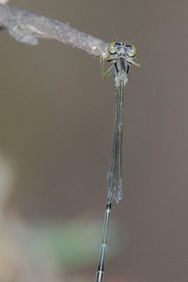 Probably Turquooise Bluet male