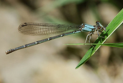 Female