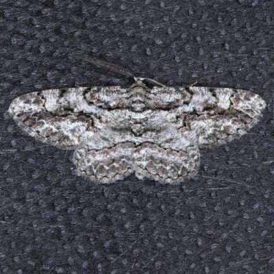 6586 Brown-shaded Gray - Iridopsis defectaria