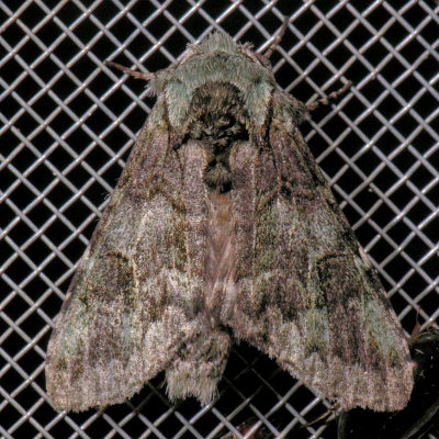 7975 Mottled Prominent - Macrurocampa marthesia