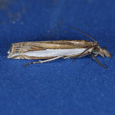 5357  Leach's Grass-veneer Moth - Crambus leachellus