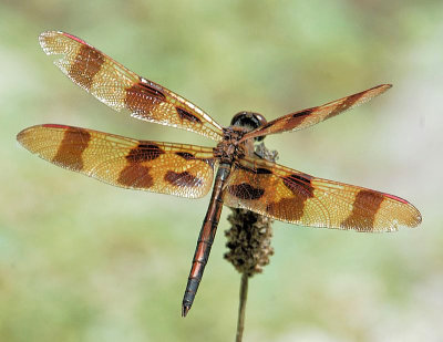 Halloween Pennant - Celithemis eponina