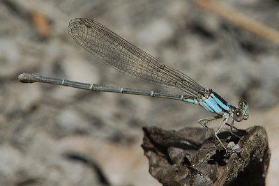 Probably Bue-tipped Bluet female