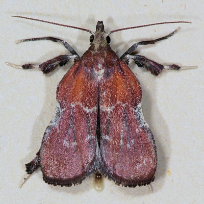 5552 Boxwood Leaftier - Galasa nigrinodis