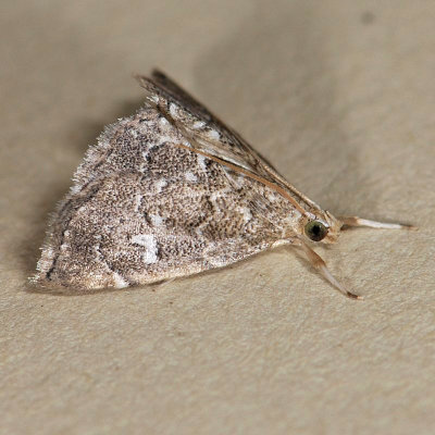 4857   Nephrogramma reniculalis