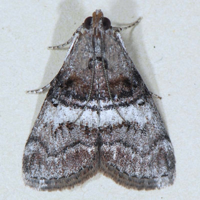  5597  Black-letter Pococera Moth - Pococera melanogrammos ??