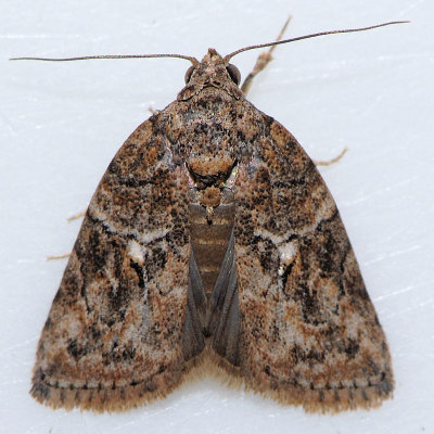 g9/86/545286/3/85772447.Bsg3maVd.jpg
