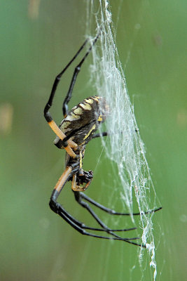 Black & Yellow Argiope - Argiope aurantia