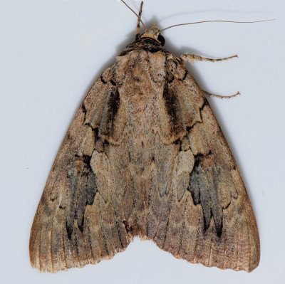 8834 The Sweetheart Underwing - Catocala amatrix