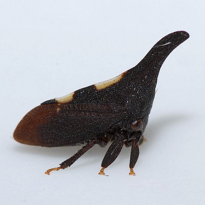 Enchenopa species