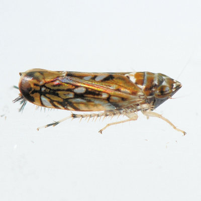 Scaphoideus