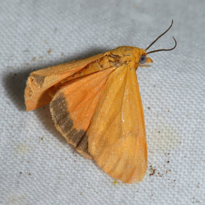 8121 Orange Holomelina - Holomelina aurantiaca