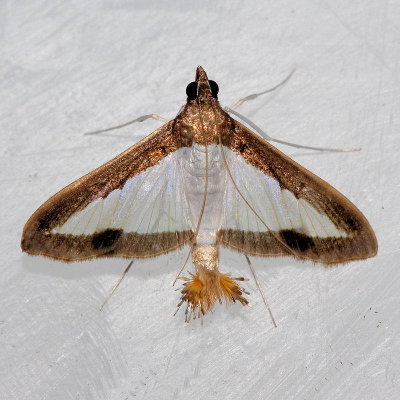 5204 Melonworm Moth - Diaphania hyalinata
