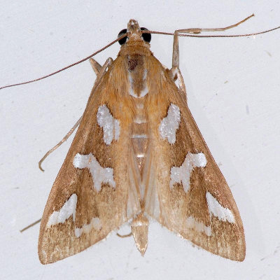 5256 Diastictus Moth - Diastictus fracturalis