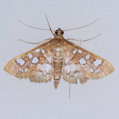 5152 Baccatalis Moth - Samea baccatalis